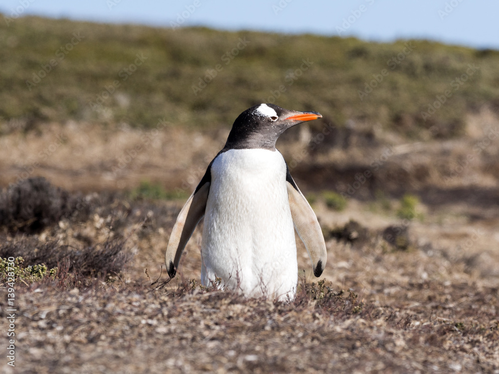 Naklejka premium Gentoo penguin, Pygoscelis Papua, nests in large colonies, Falkland islands