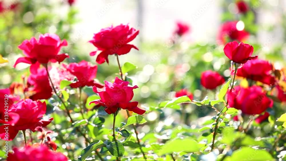Close up of many growing beautiful red roses on flowerbed. Nature background. Real time full hd video footage. Close up of many growing beautiful red roses on flowerbed. Nature background. Real time full hd video footage.