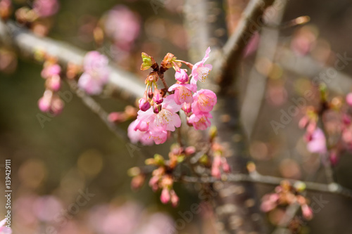 河津桜　咲き始め © Masamitsu