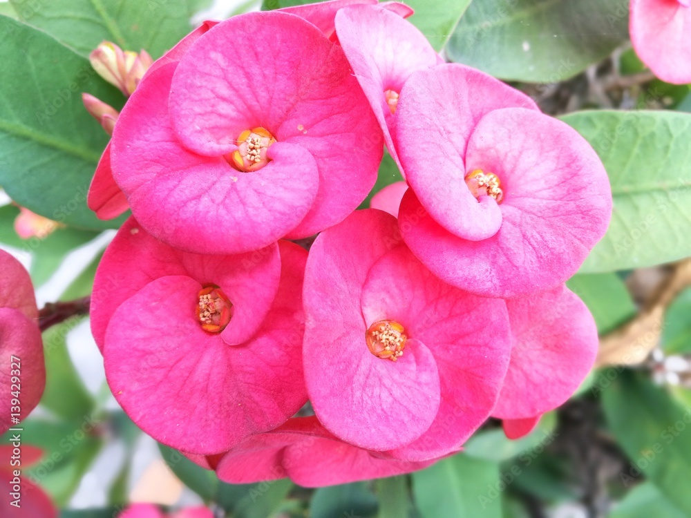 Euphorbia milli Euphorbia milli