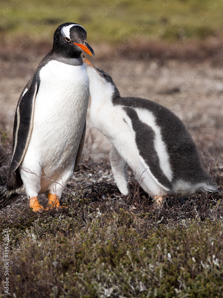 Fototapeta premium Gentoo penguin, Pygoscelis Papua, feed the chick, Falkland Islands