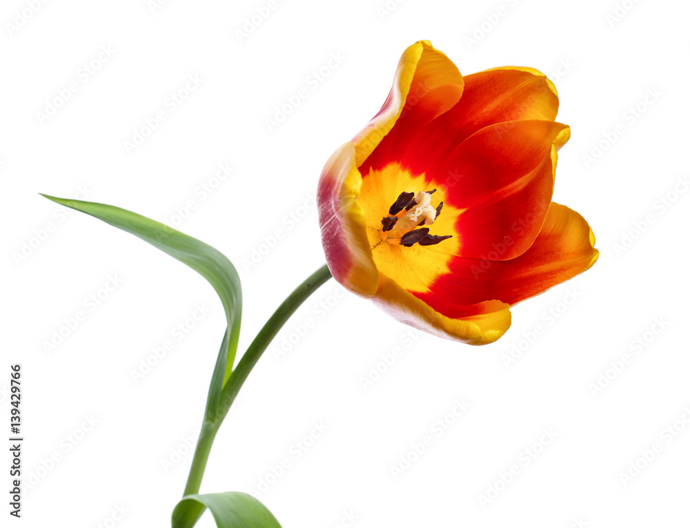 tulip on white background tulip on white background