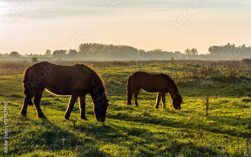 Backlight picture of two Icelandic horses at sunset