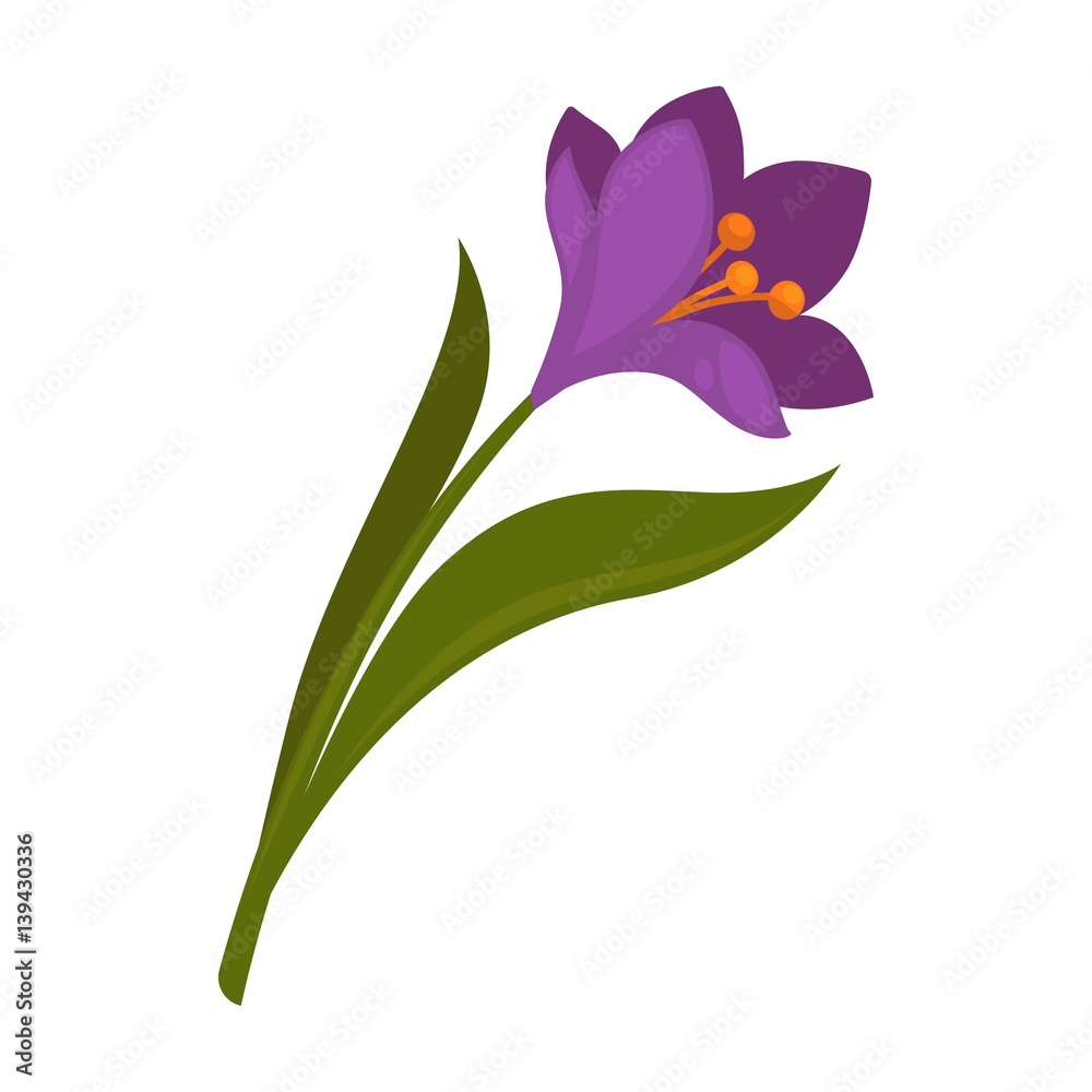 Obraz premium Spring violet crocus flower with green leaves isolated on white