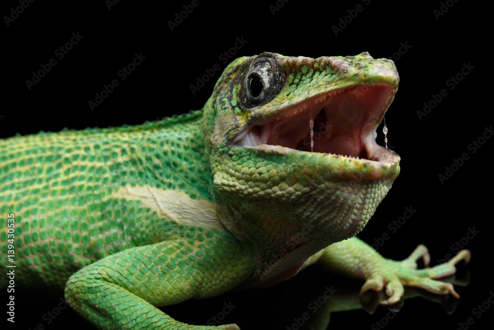 Obraz premium Knight anole Green lizard on Isolated Black Background