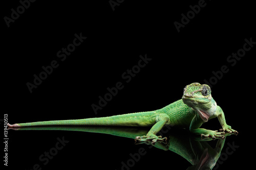 Knight anole Green lizard on Isolated Black Background
