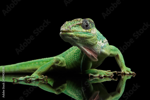 Knight anole Green lizard on Isolated Black Background