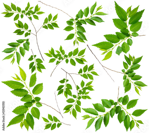 image set of spring twigs elm with green leaves isolated on a white backgroun...