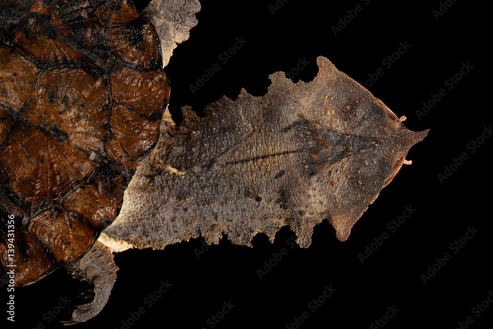 Fototapeta premium Mata mata Turtle, Chelus fimbriata on isolated Black Background