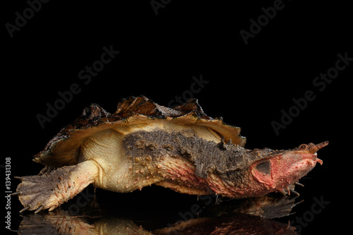 Mata mata Turtle  Chelus fimbriata on isolated Black Background