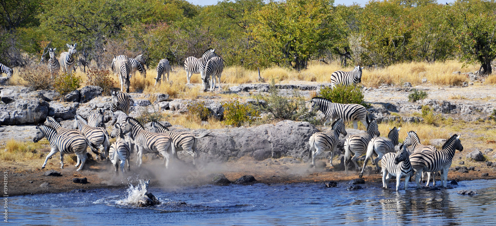 Animals in Etosha National Park Animals in Etosha National Park