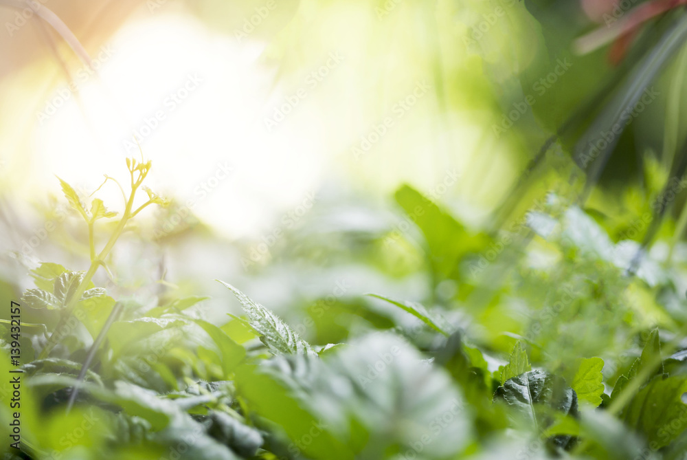 Fototapeta premium Jiaogulan , miracle grass on natural blurred background