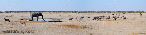 Animals in Etosha National Park