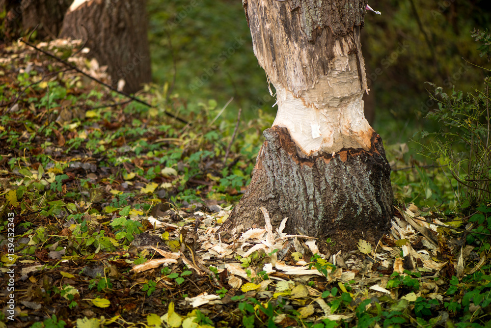 Beavers building a dam in a river in the middle of forest. Macro shot of a large linden tree stump in the woods, chewed by beavers in early autumn. Sawdust is all around the tree. Animals, wildlife