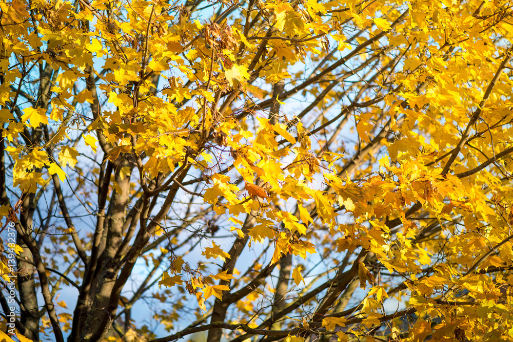 Golden autumn. Maple tree full of brightly yellow autumn leaves, in the middle of fall. Perfect time for outdoor activities. Sunny day, great mood, motivation booster, warmth, positive emotions, smile Golden autumn. Maple tree full of brightly yellow autumn leaves, in the middle of fall. Perfect time for outdoor activities. Sunny day, great mood, motivation booster, warmth, positive emotions, smile