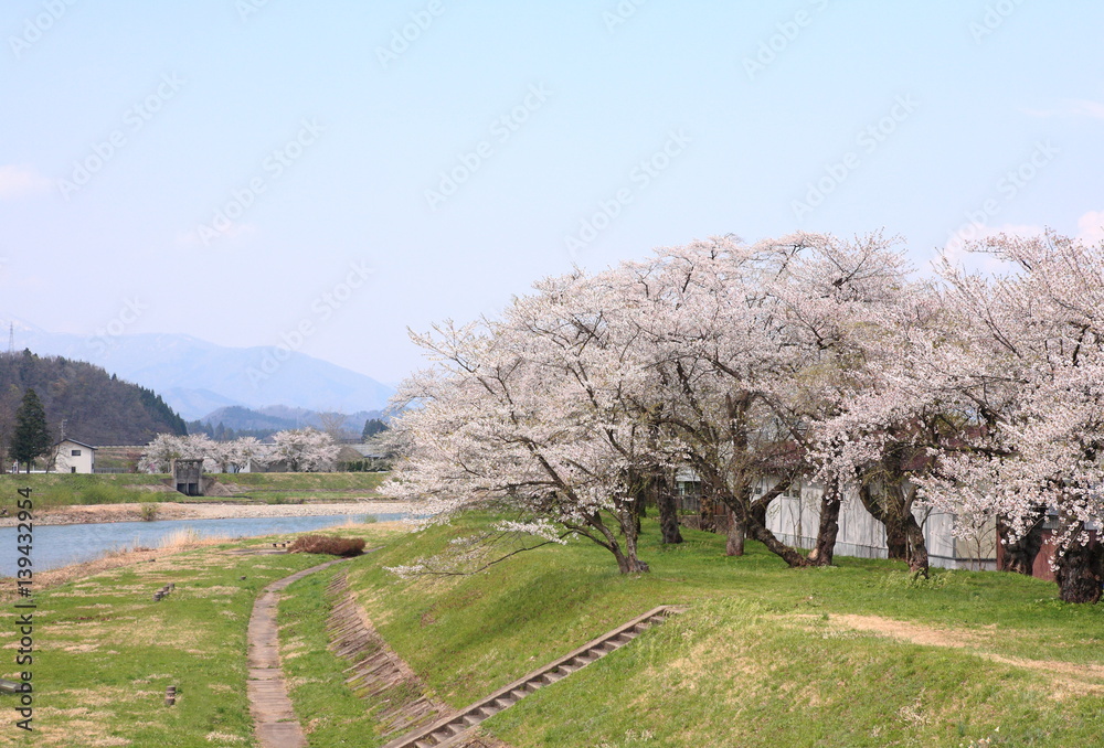 Cherry blossoms in full bloom, in kakunodate, akita