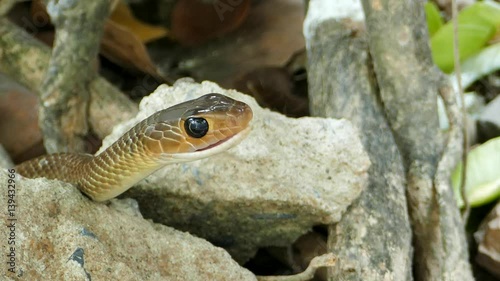 Indochinese rat snake (Ptyas korros) in tropical rain forest.  photo