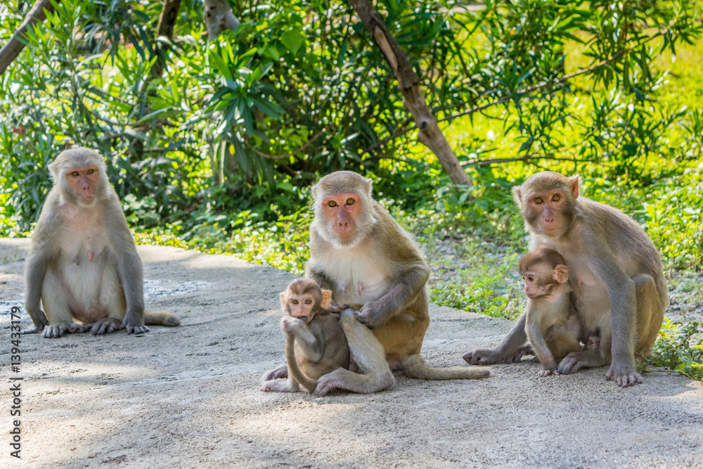 Monkey family sitting close together in a jungle on a trail - Vietnam Nha Trang bay