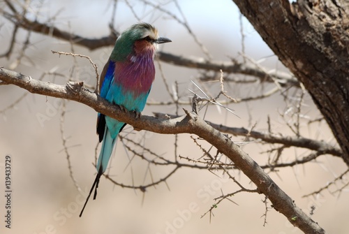 Lilac-breasted roller, Tarangire National Park, Tanzania