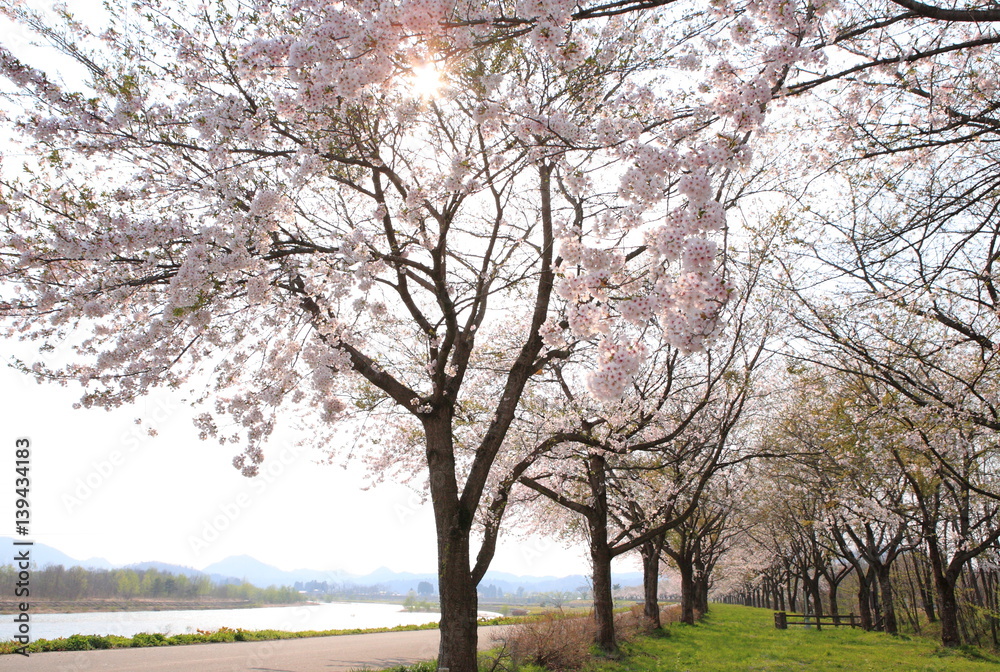 Obraz premium 角館の桜 / Cherry blossoms in full bloom, in kakunodate, akita