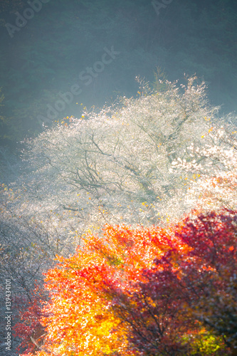 Nagoya, Obara Sakura in autumn