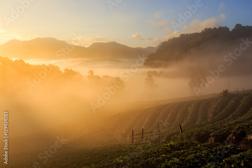 Misty morning sunrise in strawberry garden, View of Morning Mist at doi angkhang Mountain, Chiang Mai, Thailand
