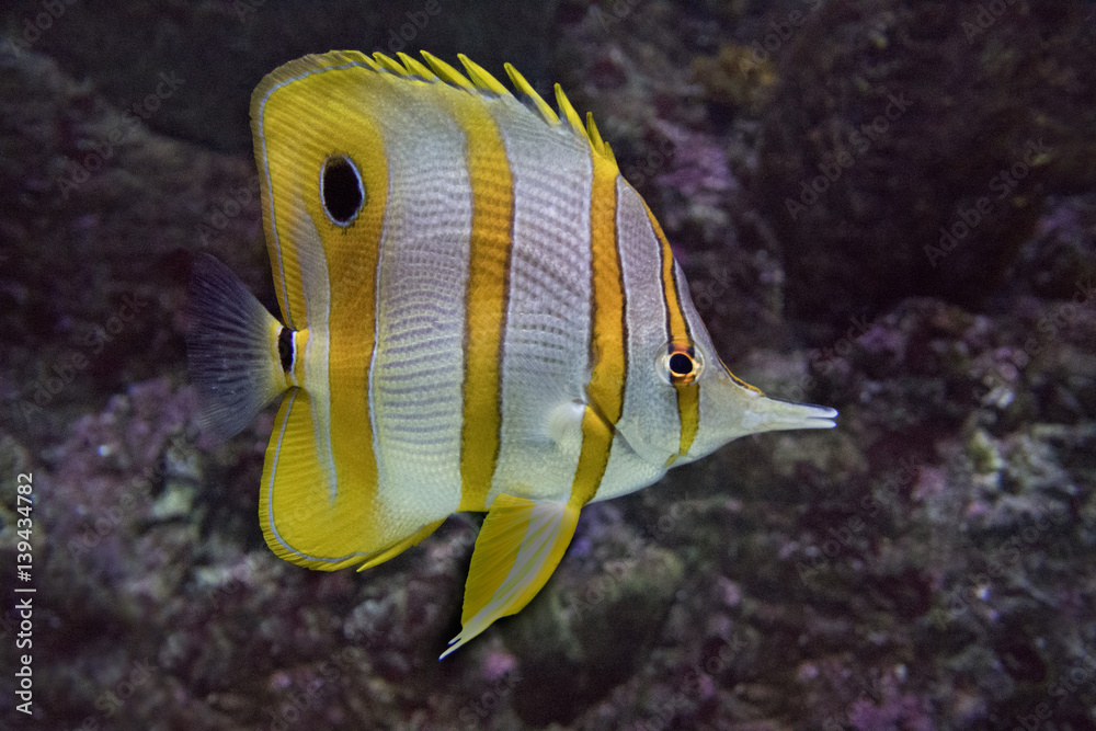 Obraz premium Butterfly fish tweezers (Chelmon rostratus).Tropical fish against a background of sea stones