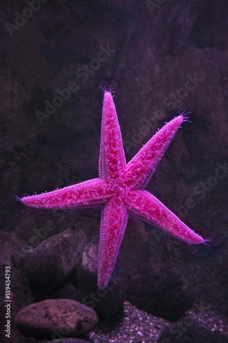 Pink starfish stuck to the glass. On the background of brown rocks.