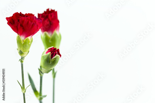 beautiful dianthus flower isolated on white background