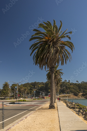 Palm tree on beach