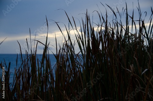 Long grass silhouette and horizon at dawn