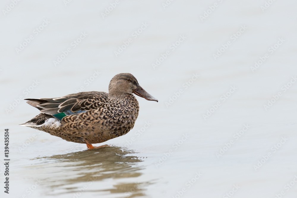 A duck stands in the water A duck stands in the water