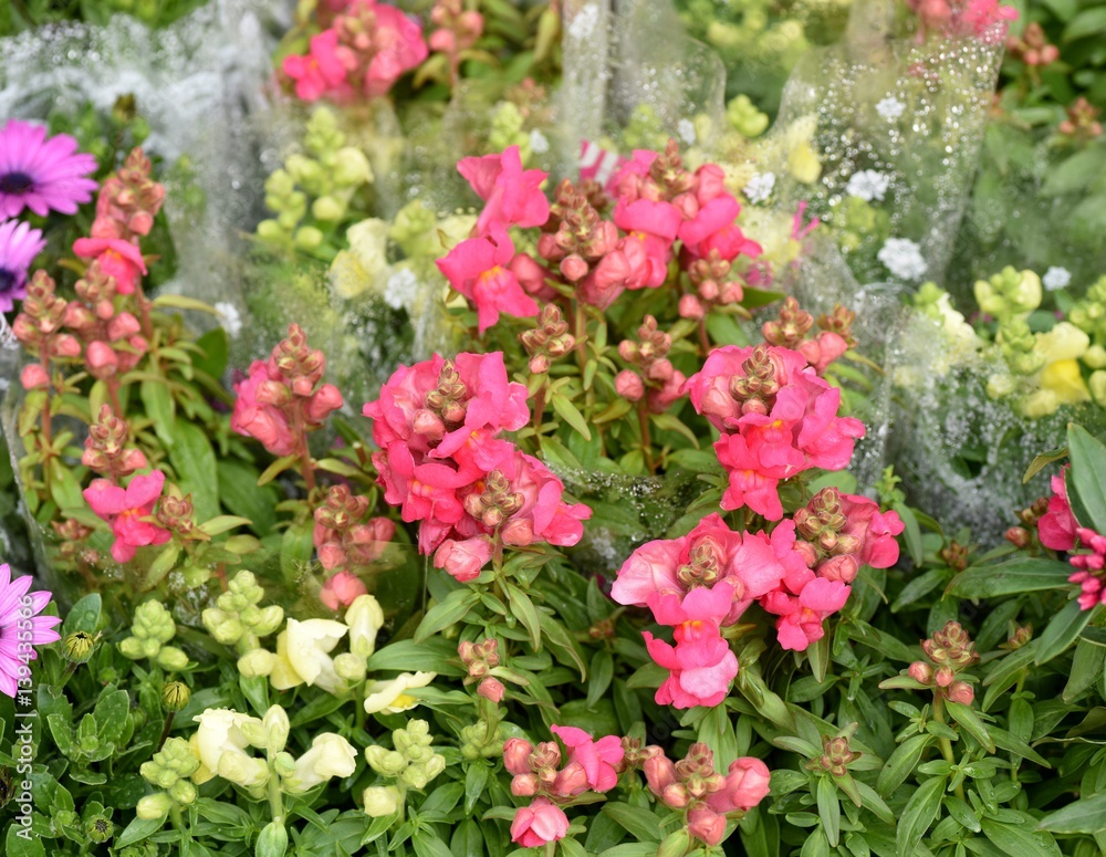 spring flowers spring flowers