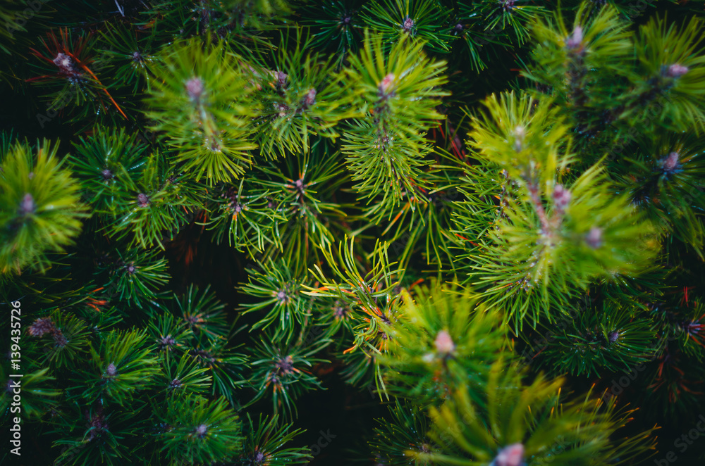 Fir tree branches Background Fir tree branches Background
