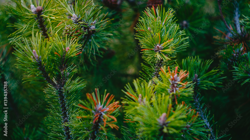 Fir tree branches Background Fir tree branches Background