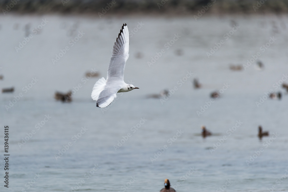 A flying seagull A flying seagull
