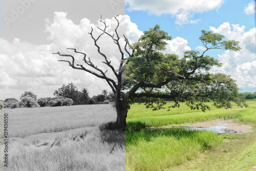 Konstfotografi Mystery Tree that another half dead and another half still alive with leaves