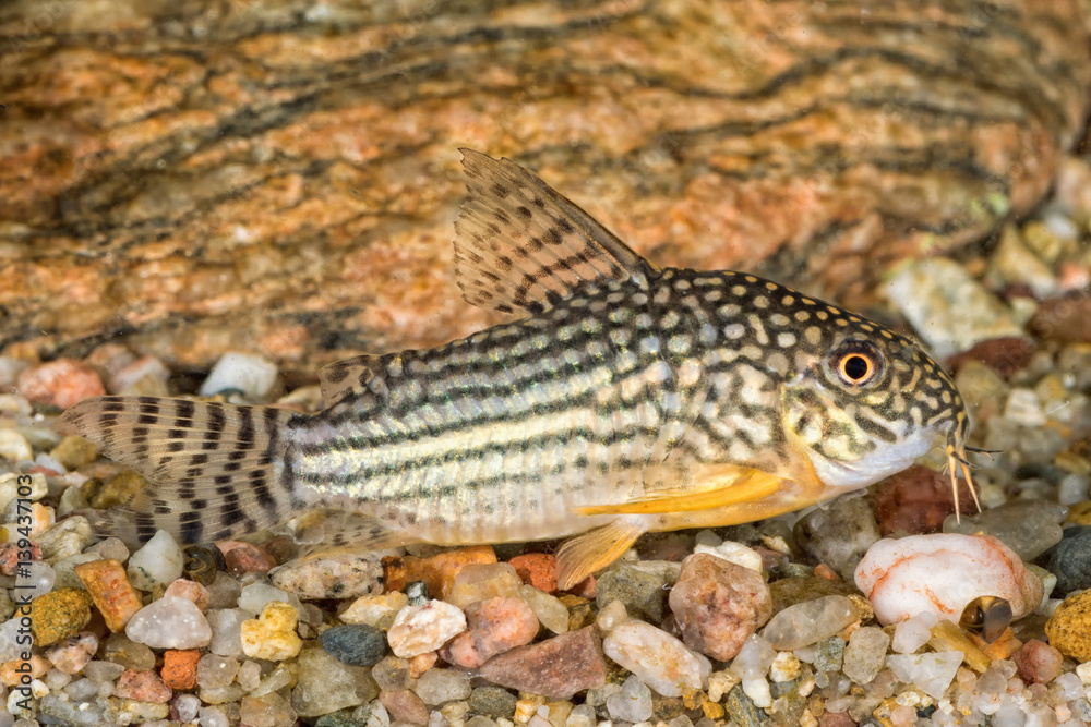 Portrait of catfish (Corydoras sterbai) in aquarium Portrait of catfish (Corydoras sterbai) in aquarium