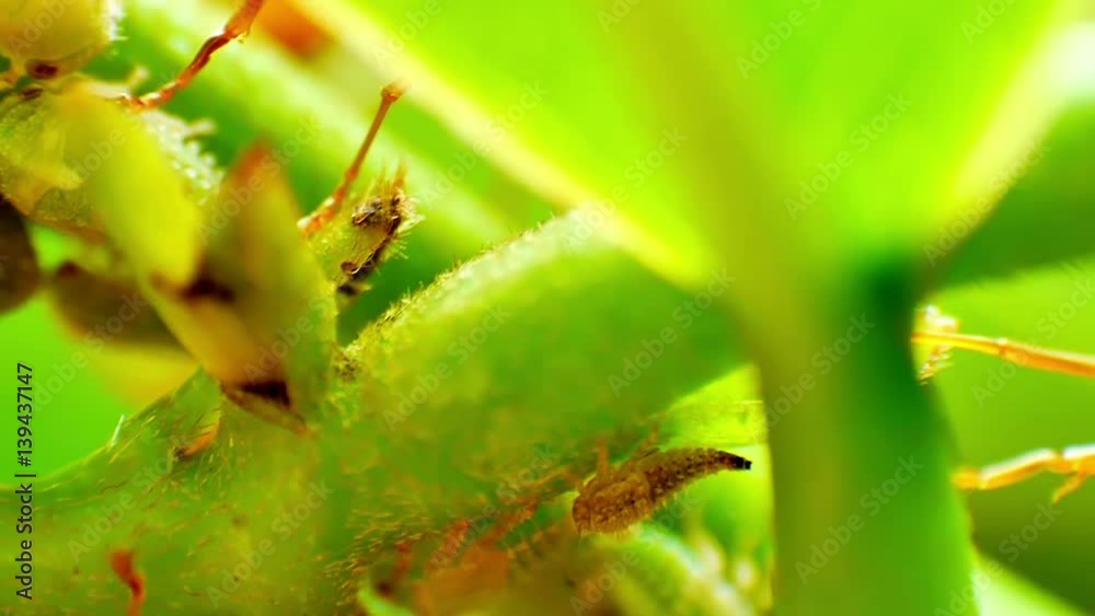 Red Ants farming and eating the honeydew release by the aphids share a relationship of mutualism Red Ants farming and eating the honeydew release by the aphids share a relationship of mutualism