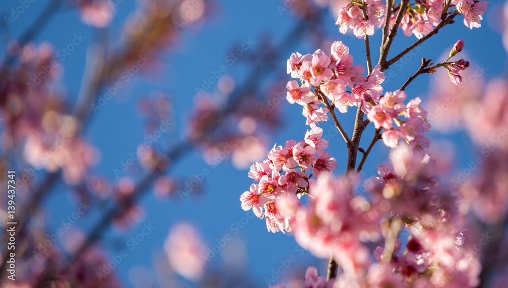 pink sakura blooming with blue sky background pink sakura blooming with blue sky background