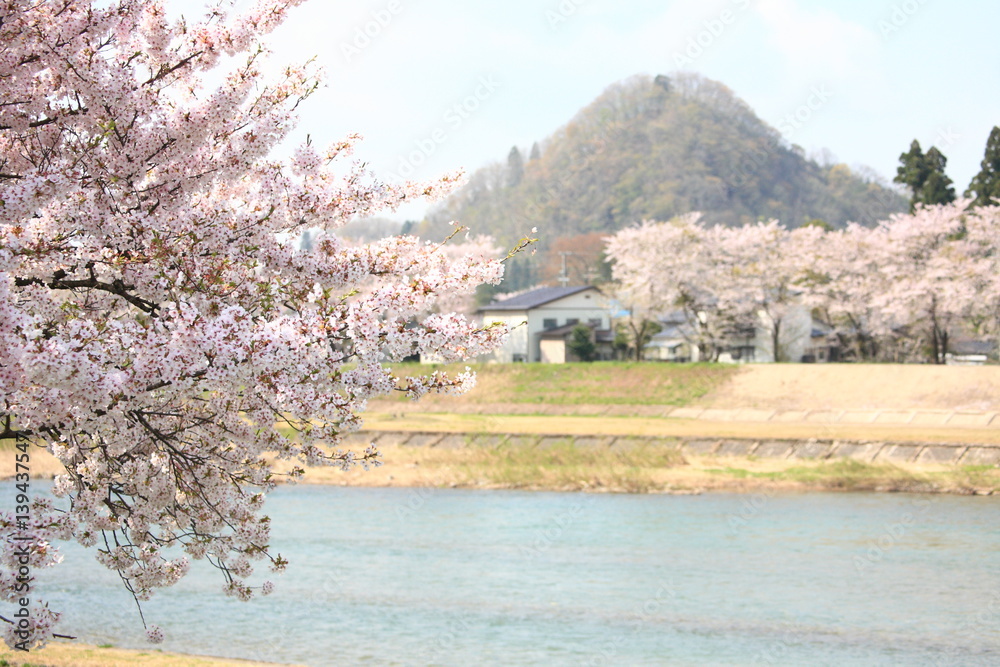 Fototapeta premium Cherry blossoms in full bloom, in kakunodate, akita