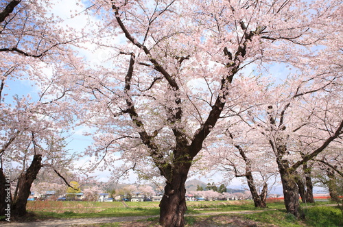 Cherry blossoms in full bloom  in kakunodate  akita