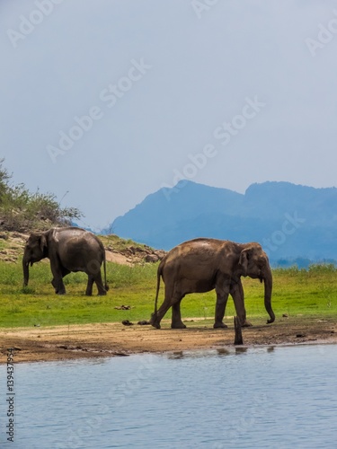 Two beautiful giant Asian elephants elephant couple standing near a lake riverbed in an island of a national park in Sri Lanka