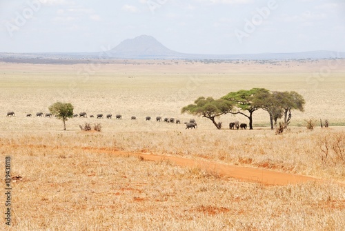 Herd of elephants, Tarangire National Park, Tanzania