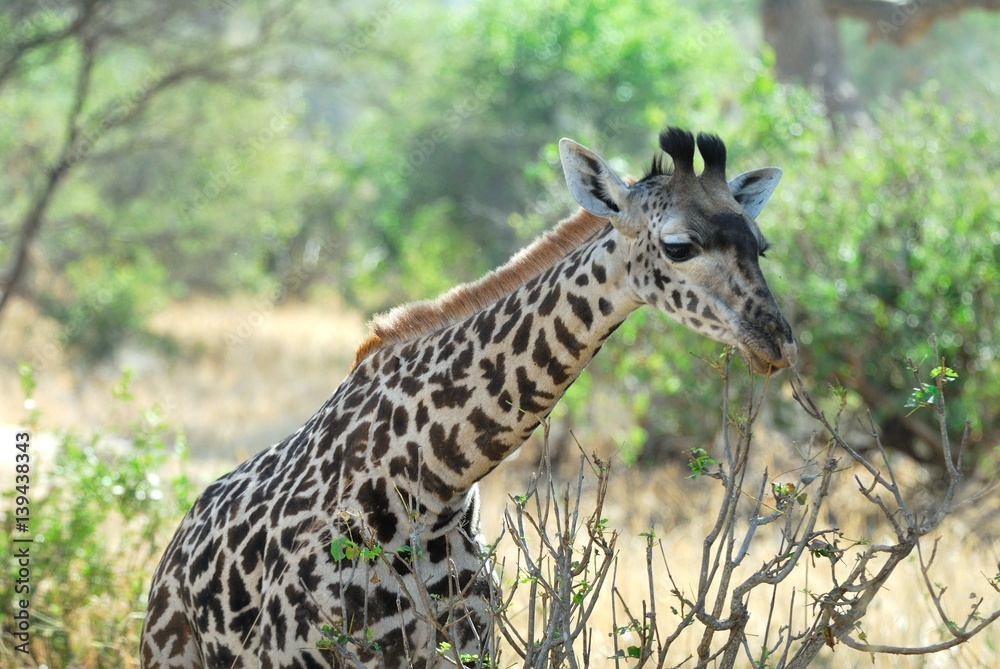 Single giraffe, Tarangire National Park, Tanzania Single giraffe, Tarangire National Park, Tanzania