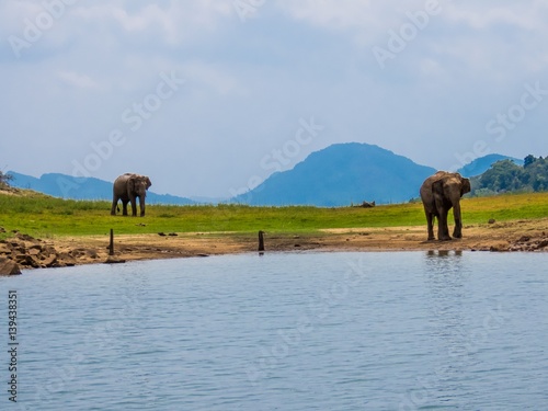 Two beautiful giant Asian elephants elephant couple standing near a lake riverbed in an island of a national park in Sri Lanka