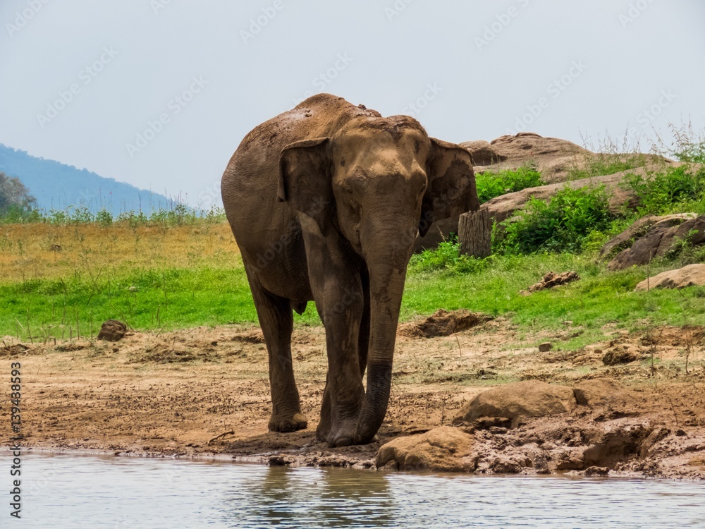 Obraz premium Giant Asian Elephant having a Mud water muddy bath as a sunscreen and insect repellent near lake riverbed in a National Park in Sri Lanka