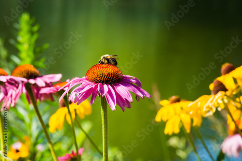 Bumble Bee on Coneflower © Andrew Kazmierski