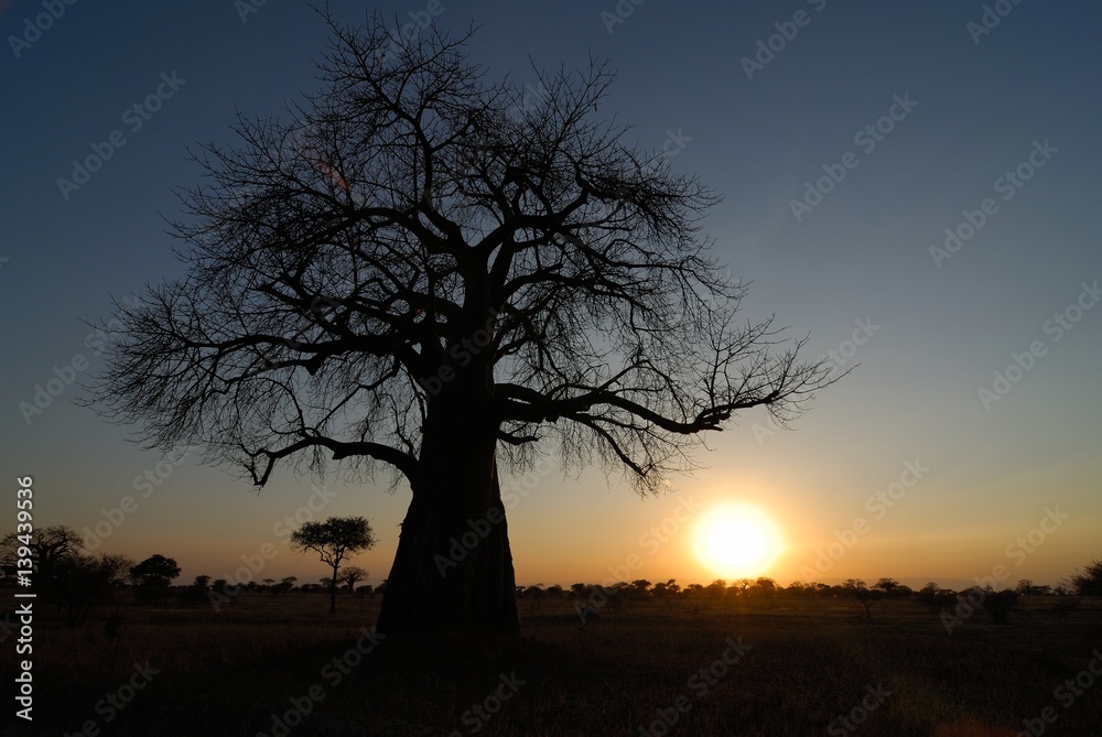 Big baobab silhouette, Tarangire National Park, Tanzania