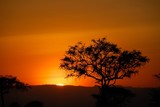 Acacia trees at sunset, Tarangire National Park, Tanzania